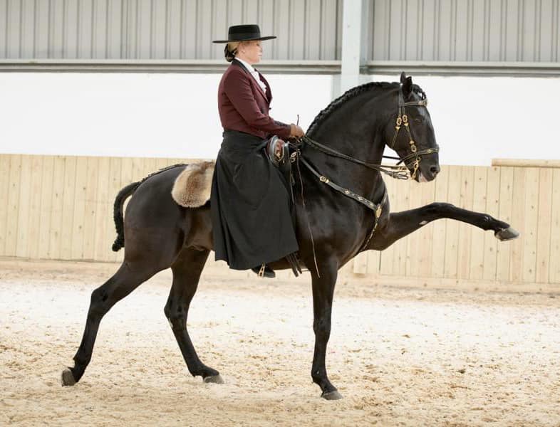 Emma Nuttall & her Lusitano stallion Hispanico